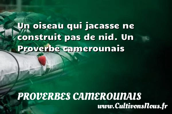 Un oiseau qui jacasse ne construit pas de - Proverbes camerounais - Proverbes philosophiques