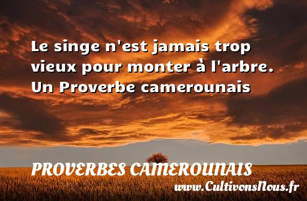 Le singe n’est jamais trop vieux pour monter - Proverbes camerounais - Proverbes philosophiques