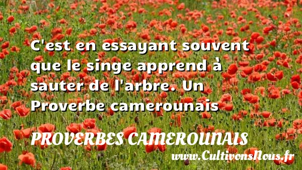 C’est en essayant souvent que le singe apprend à sauter - Proverbes camerounais - Proverbes philosophiques