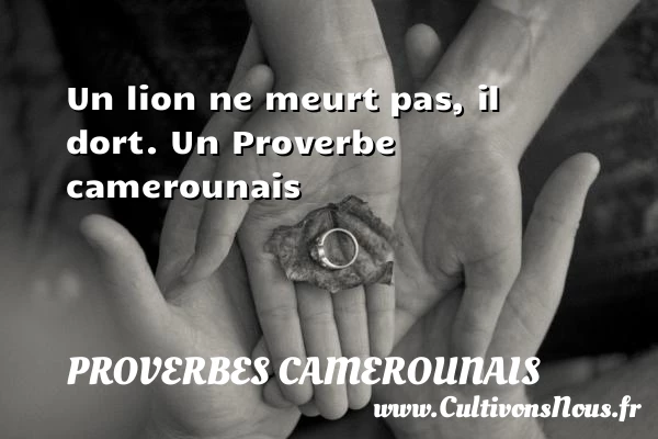 Un lion ne meurt pas, il dort. - Proverbes camerounais
