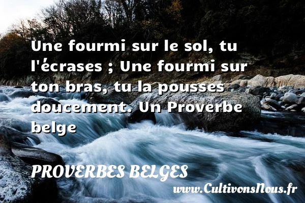 Une fourmi sur le sol, tu l’écrases ; Une fourmi sur ton bras, tu - Proverbes belges - Proverbes philosophiques