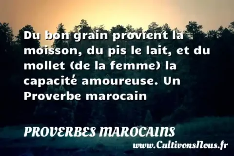 Du bon grain provient la moisson, du pis le lait, et du mollet (de la femme) la capacité amoureuse. Un Proverbe marocain PROVERBES MAROCAINS
