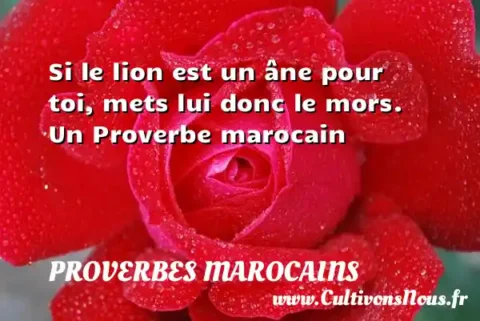 Si le lion est un âne pour toi, mets lui donc le mors. Un Proverbe marocain PROVERBES MAROCAINS