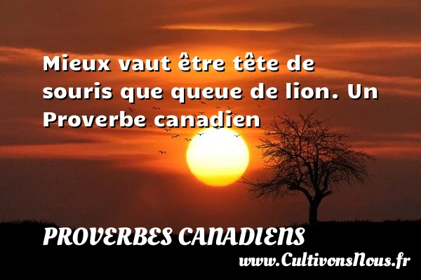 Mieux vaut être tête de souris que queue de - Proverbes canadiens - Proverbes philosophiques