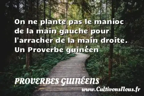 On ne plante pas le manioc de la main gauche pour l arracher de la main droite. Un Proverbe guinéen PROVERBES GUINÉENS