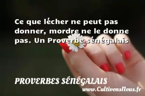 Ce que lécher ne peut pas donner, mordre ne le donne pas. Un Proverbe sénégalais PROVERBES SÉNÉGALAIS
