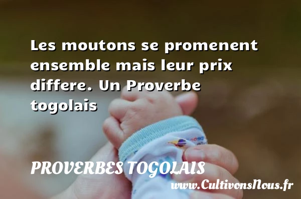 Les moutons se promenent ensemble mais leur prix - Proverbes togolais - Proverbes philosophiques