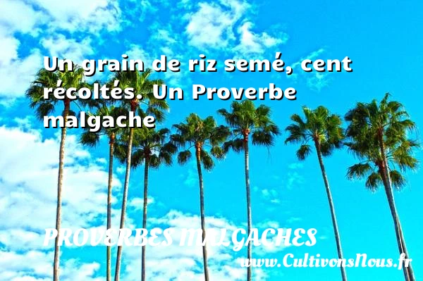 Un grain de riz semé, cent récoltés. - Proverbes malgaches - Proverbes fun - Proverbes philosophiques