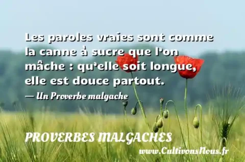 Les paroles vraies sont comme la canne à sucre que l’on mâche : qu’elle soit longue, elle est douce partout. - Un Proverbe malgache PROVERBES MALGACHES