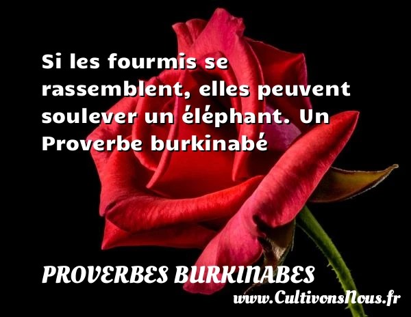 Si les fourmis se rassemblent, elles peuvent soulever - Proverbes burkinabes - Proverbes philosophiques
