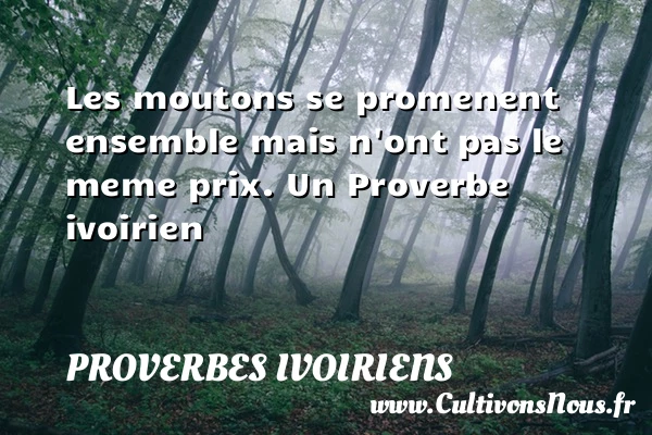 Les moutons se promenent ensemble mais n’ont pas le meme - Proverbes ivoiriens