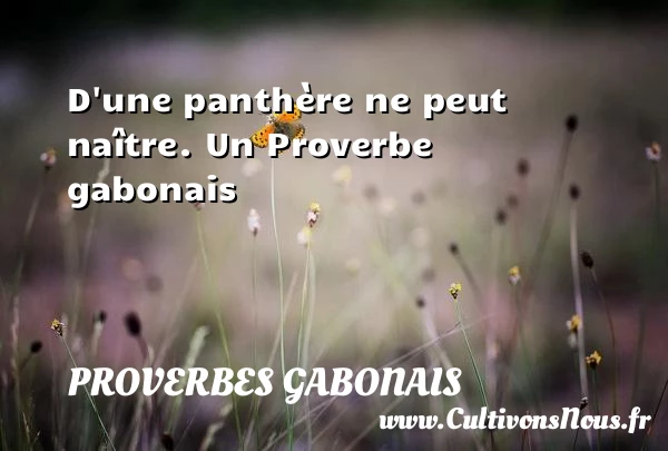 D’une panthère ne peut naître. - Proverbes gabonais - Proverbes philosophiques