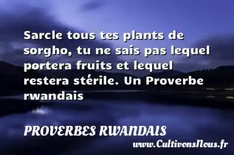 Sarcle tous tes plants de sorgho, tu ne sais pas lequel portera fruits et lequel restera stérile. Un Proverbe rwandais PROVERBES RWANDAIS