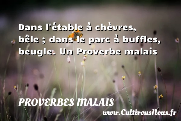 Dans l’étable à chèvres, bêle ; dans le - Proverbes malais - Proverbes philosophiques
