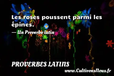 Les roses poussent parmi les épines. - Un Proverbe latin PROVERBES LATINS