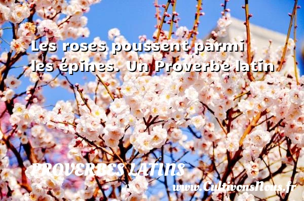 Les roses poussent parmi les épines. - Proverbes latins - Proverbe rose